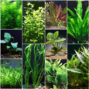 best aquarium plants